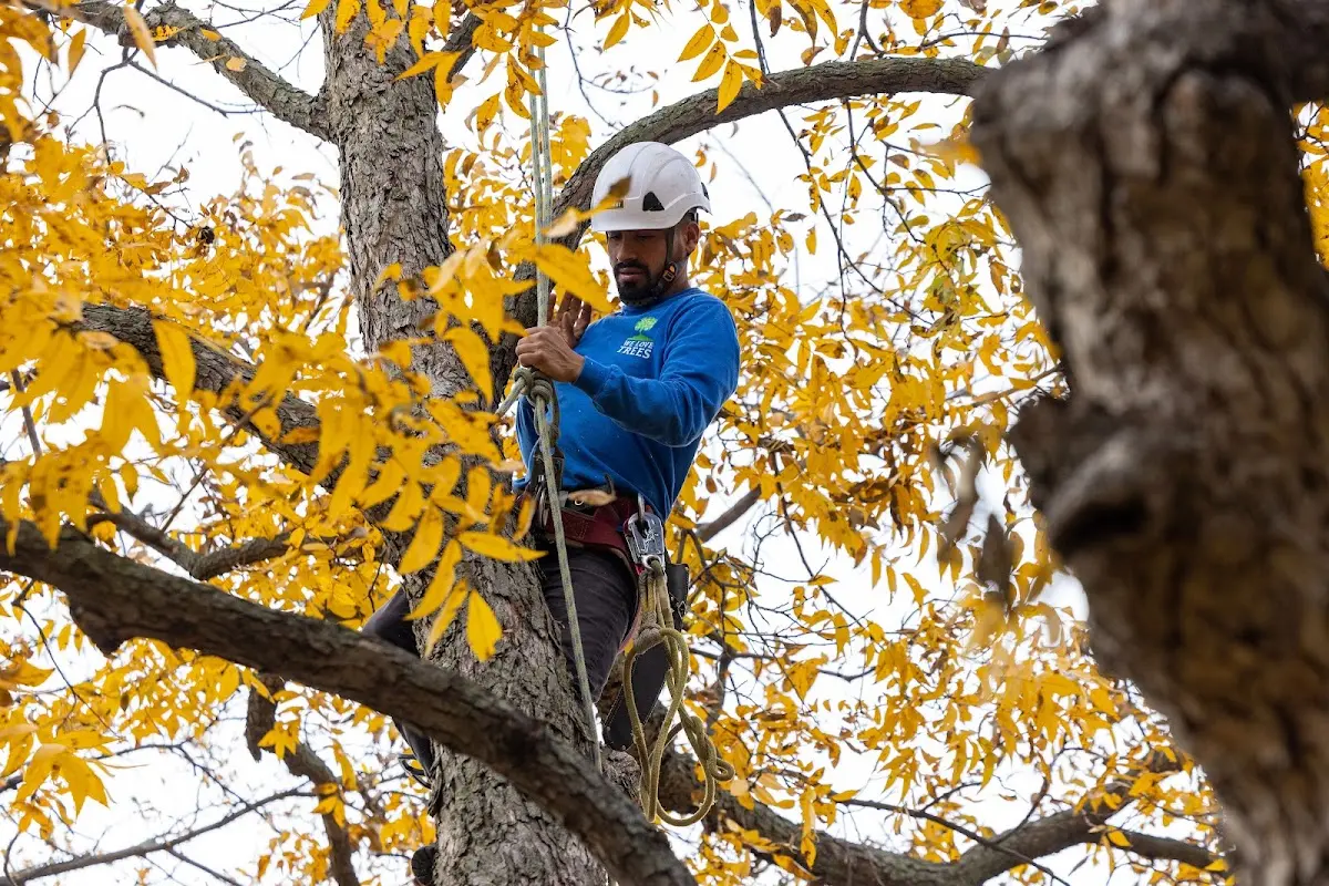 Skilled Tree Transplanting crew working in Van Buren